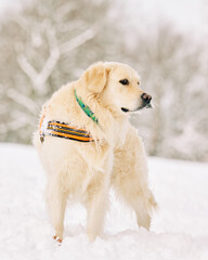 English Cream Golden Retriever is having the time of his life after snowfall in Pittsburgh, Western Pennsylvania. Keep calm and have fun.