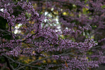 Obraz premium Nature photo of fresh lilacs in bloom