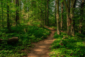 Fototapeta na wymiar majestic forest idyllic nature environment space scenic view of green foliage everywhere and dirt trail touristic path way through beautiful place