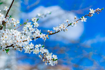 spring blossom season day time white flowers on tree branches garden scenic view with vivid blue sky background