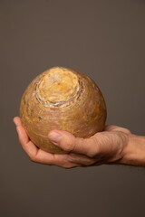 Studio portrait of a rutabaga being held by a caucasian male hand. The background is grey.