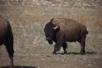 A young bison calf grazing out on the plains.