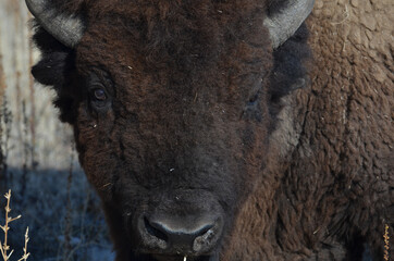 Bison