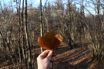 autumn leaf in the hand