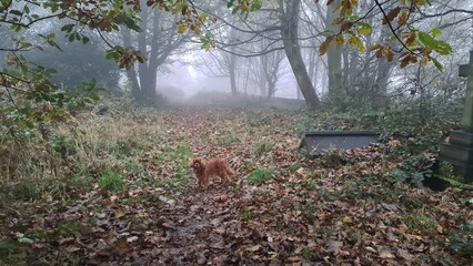 autumn in the forest