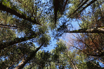 trees and sky