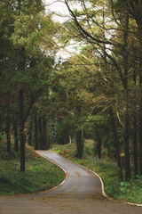Obraz premium Road in the middle of Sintra