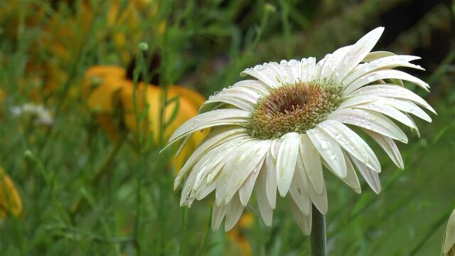 Close-up, detailed view of a cream gerbera daisy flower.