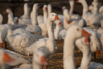 White Geese at the Farm