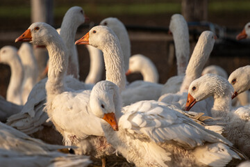 White Geese at the Farm