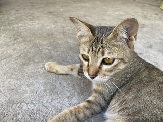 cute tabby cat on cement floor