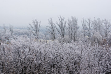 Winter urban frosty landscape - snow covered trees on foggy background