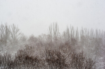 Winter urban frosty landscape - snow covered trees on foggy background