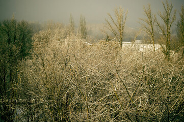 Fototapeta premium Winter urban frosty landscape - snow covered trees on foggy background