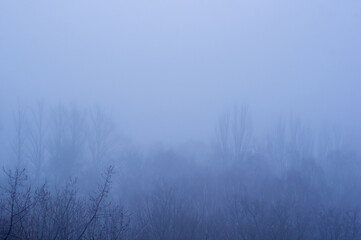 Fototapeta premium Winter urban frosty landscape - snow covered trees on foggy background