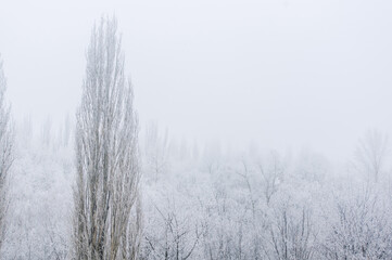 Winter frosty landscape - snow covered trees on foggy background