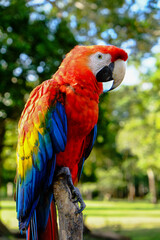 南米ペルーのイキトスのアマゾン奥深くの風景