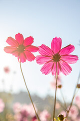 Close up of the Colorful Cosmos flowers in the morning with sunrise