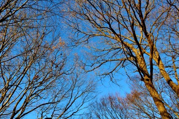 冬の空　落葉樹　風景