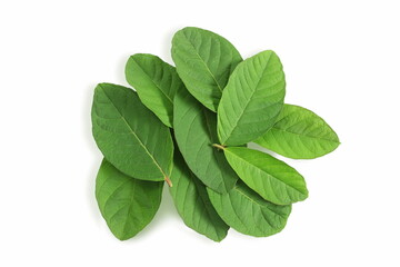 green guava leaves for herbal tea isolated in white background with copy space