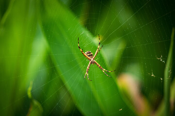 Scary spider