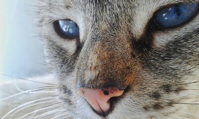 close up portrait of a cat