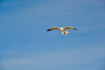 Fototapeta na wymiar Seagulls flying in the sky