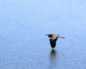 A Blue Heron in Flight Above the Water at Toledo Bend Reservoir in Louisiana