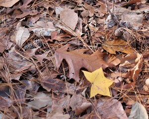 A Sweetgum Leaf and a Large Oak Leaf in a Natural Background