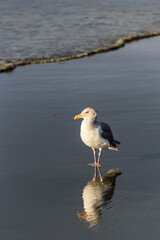 Gull walking at the tideline on a sunny day, reflection on wet sand, Ocean Shores, Washington State
