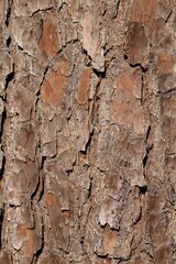 A Closeup of the Bark on a Pine Tree