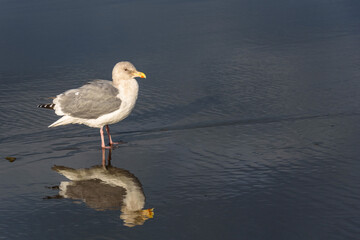 Gull walking at the tideline on a sunny day, reflection on wet sand, Ocean Shores, Washington State
