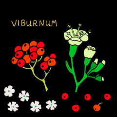 Twig with viburnum berries and viburnum flower on a black background.