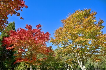 Naklejka premium 北大研究林で見た青空バックに映える紅葉情景＠苫小牧、北海道