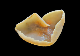 Edible mushroom (Auricularia auricular-judae)