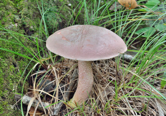 Edible mushroom (Leccinum chromapes)