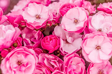 Beautiful cluster of flowers - pink roses background