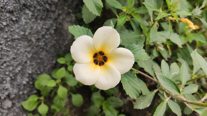 daffodils in the garden