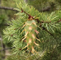 Douglas-Fir (Pseudotsuga menziesii) cone on a tree in Rocky Mountain National Park, Colorado