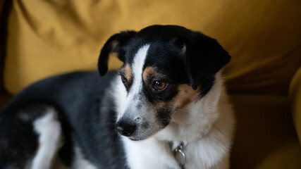 Dog on yellow couch 2