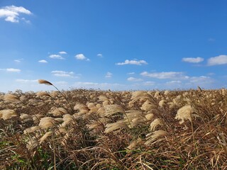 윈도우배경같은 마라도 갈대밭