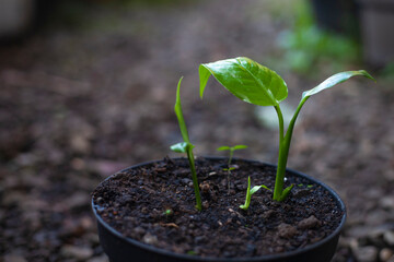 growing young plant in soil