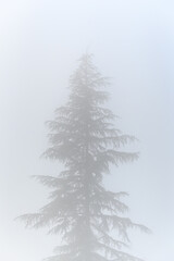 Mystery on a foggy day, silhouette of an evergreen tree, as a nature background
