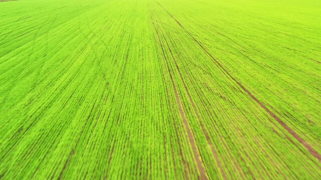 Drone FPV flying over a corn field during day. Tilt drone shot of green agriculture corn field. 