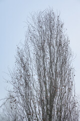 Mystery on a foggy day, silhouette of a deciduous tree, as a nature background

