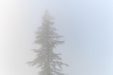 Mystery on a foggy day, silhouette of an evergreen tree, as a nature background
