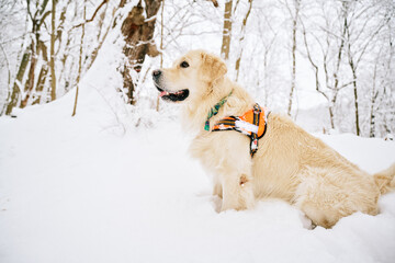 English Cream Golden Retriever is having the time of his life after snowfall in Pittsburgh, Western Pennsylvania. Keep calm and have fun.