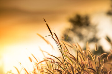 grass flower foggy landscape forest morning beautiful sunrise mist with plant .