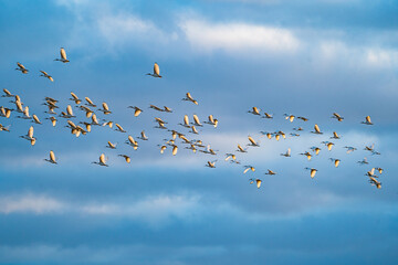 Flock of birds flying against a cloudy background. 
