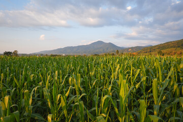 Beautiful morning sunrise over the corn field